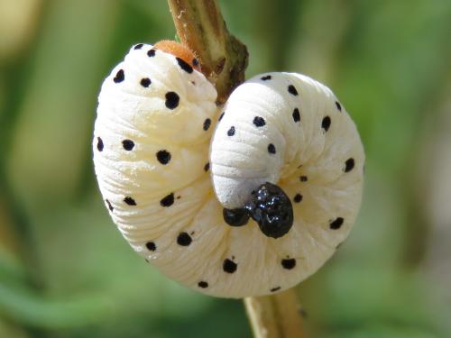 Cephaledo sp.